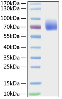 Recombinant Mouse B7-2/CD86 Protein