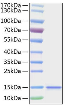 Recombinant Human IL-15 Protein