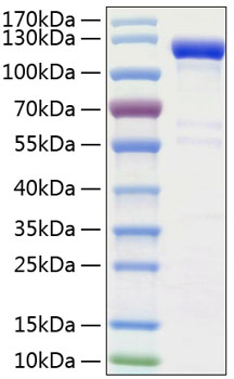 Recombinant Human Semaphorin-4A/SEMA4A Protein