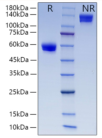 Recombinant Human CD8a Protein