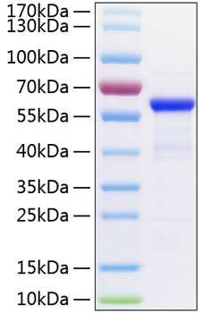 Recombinant Human TET2 Protein