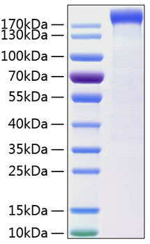 Recombinant Human Leptin receptor/LEP-R/CD295 Protein