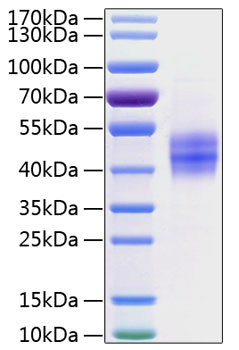 Recombinant Human Follistatin/Follistatin 315/FST Protein