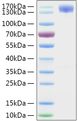 Recombinant SARS-CoV-2 Spike S1 Protein