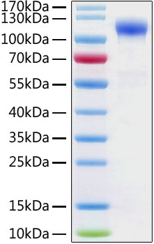 Recombinant Human ACE-2 Protein