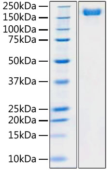 Recombinant SARS-CoV-2 Spike S1+S2 ECD(S-ECD) Protein