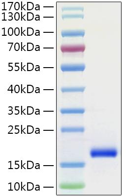 Recombinant Human Mature GDNF Protein