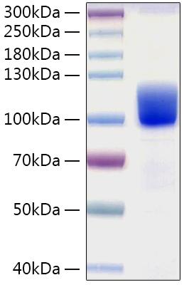 Recombinant Human Tyrosine-protein kinase receptor UFO/Axl Protein