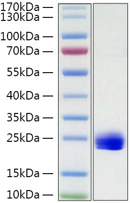 Recombinant Mouse IL-1 alpha Protein