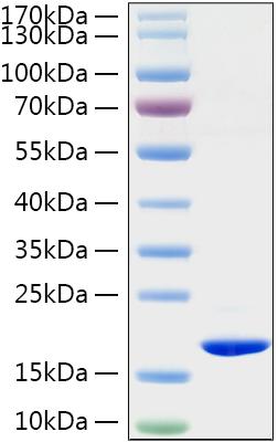 Recombinant Rat TNF-alpha Protein