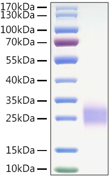 Recombinant Mouse CTLA-4/CD152 Protein