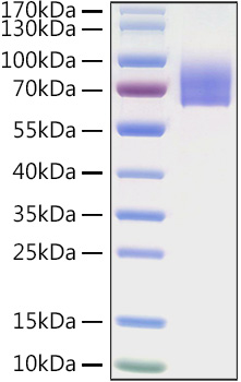 Recombinant Human LILRA2/ILT-1/CD85h Protein