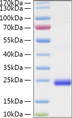 Recombinant Human TNFSF14/LIGHT/HVEM-L/CD258 Protein