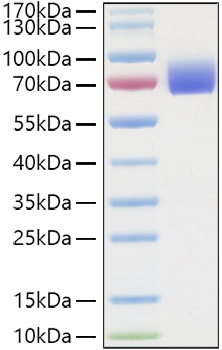 Recombinant Human IFNAR2 Protein