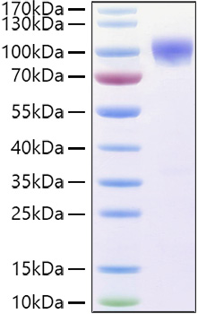 Recombinant Human TNFRSF21/DR6/CD358 Protein