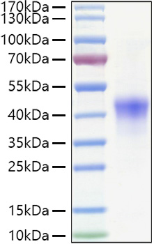 Recombinant Human TNFRSF4/OX40/CD134 Protein