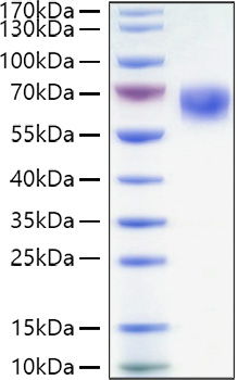 Recombinant Human TNFRSF7/CD27 Protein