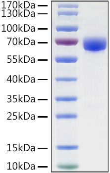 Recombinant Human B7-H3/CD276 Protein