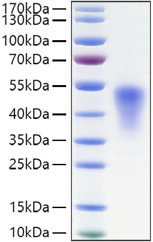 Recombinant Mouse TNFRSF1B/TNF-R2/CD120b Protein