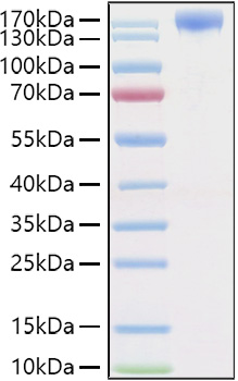 Recombinant Human VEGFR-2/KDR/CD309 Protein