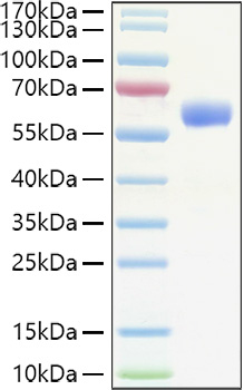 Recombinant Human Erythropoietin/EPO Protein