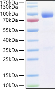 Recombinant Human IL-1R3/IL-1RAcP/IL1RAP Protein