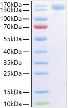 Recombinant Human P-Selectin/SELP/CD62P Protein