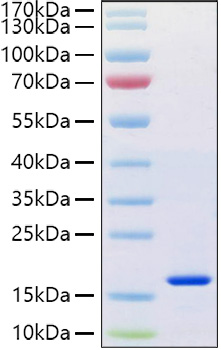 Recombinant Human REG-4 Protein