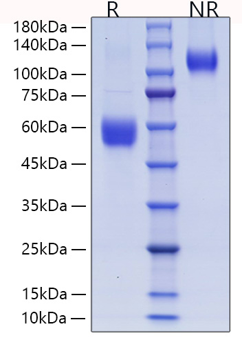 Recombinant Human ICOS/CD278 Protein