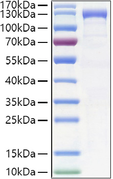 Recombinant Human CDH6/K-Cadherin Protein