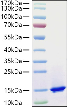 Recombinant Mouse Complement C3 Protein