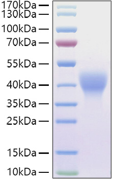 Recombinant Mouse Leukemia inhibitory factor/LIF Protein