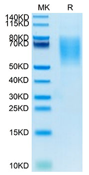 Biotinylated Recombinant Human MUC-16/CA125 Protein