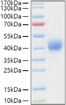 Recombinant Human CD52 Protein