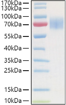 Recombinant Human Guanylyl cyclase C/GUCY2C Protein