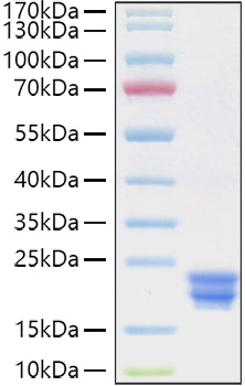 Recombinant Human IFN-alpha 2 Protein