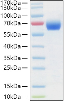 Recombinant Human LILRB3/ILT-5/CD85a Protein