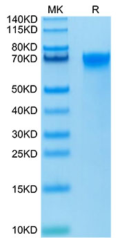 Biotinylated Recombinant Human LILRB3/ILT-5/CD85a Protein