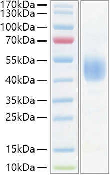 Recombinant Mouse CD24 Protein