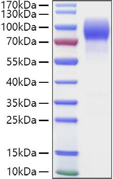 Recombinant Human MUC-16/CA125 Protein