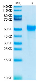 Biotinylated Recombinant Human NKAT-6/KIR2DL2/CD158b1 Protein