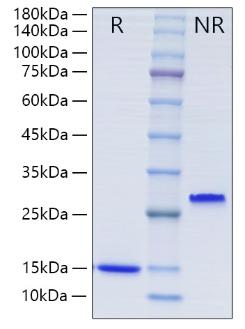 Recombinant Human Mature TGF-beta 1 Protein