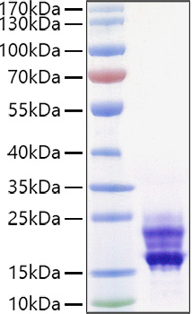 Recombinant Mouse IL-17A/CTLA-8 Protein