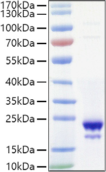 Recombinant Mouse IL-10 Protein