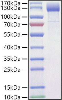 Recombinant Mouse VEGFR-2/KDR/CD309 Protein