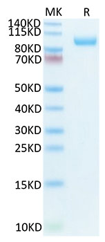 Biotinylated Recombinant Mouse CDCP1/gp140/CD318 Protein