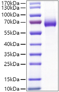 Recombinant Mouse IL-2RA/CD25 Protein