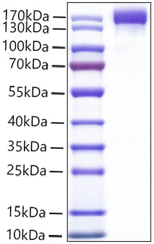 Recombinant Mouse VEGFR-2/KDR/CD309 Protein