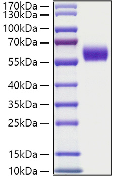 Recombinant Human HGK2/DDR1/CD167a Protein