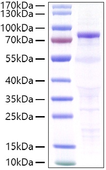 Recombinant Human CDH3/P-cadherin Protein